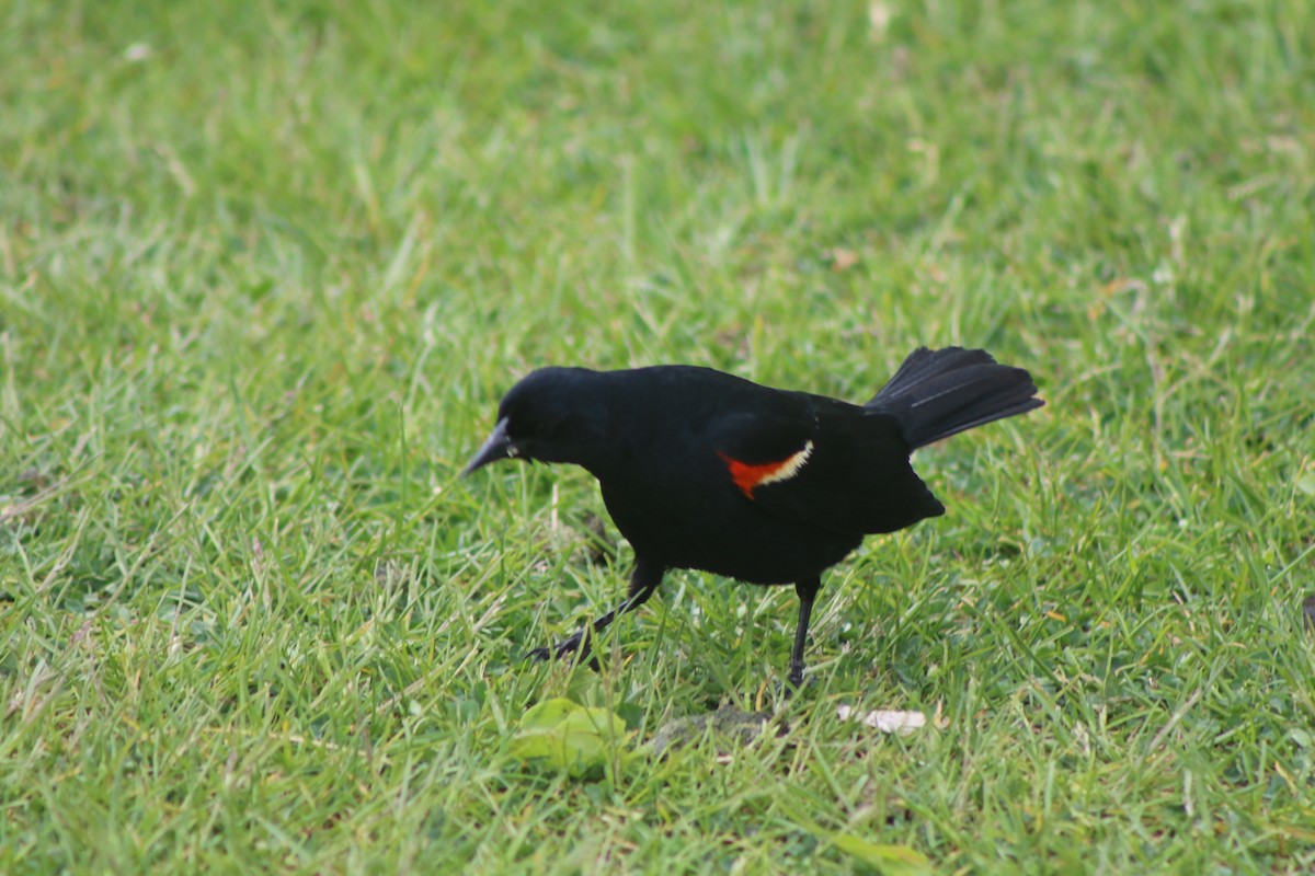Red-winged Blackbird - ML617885511