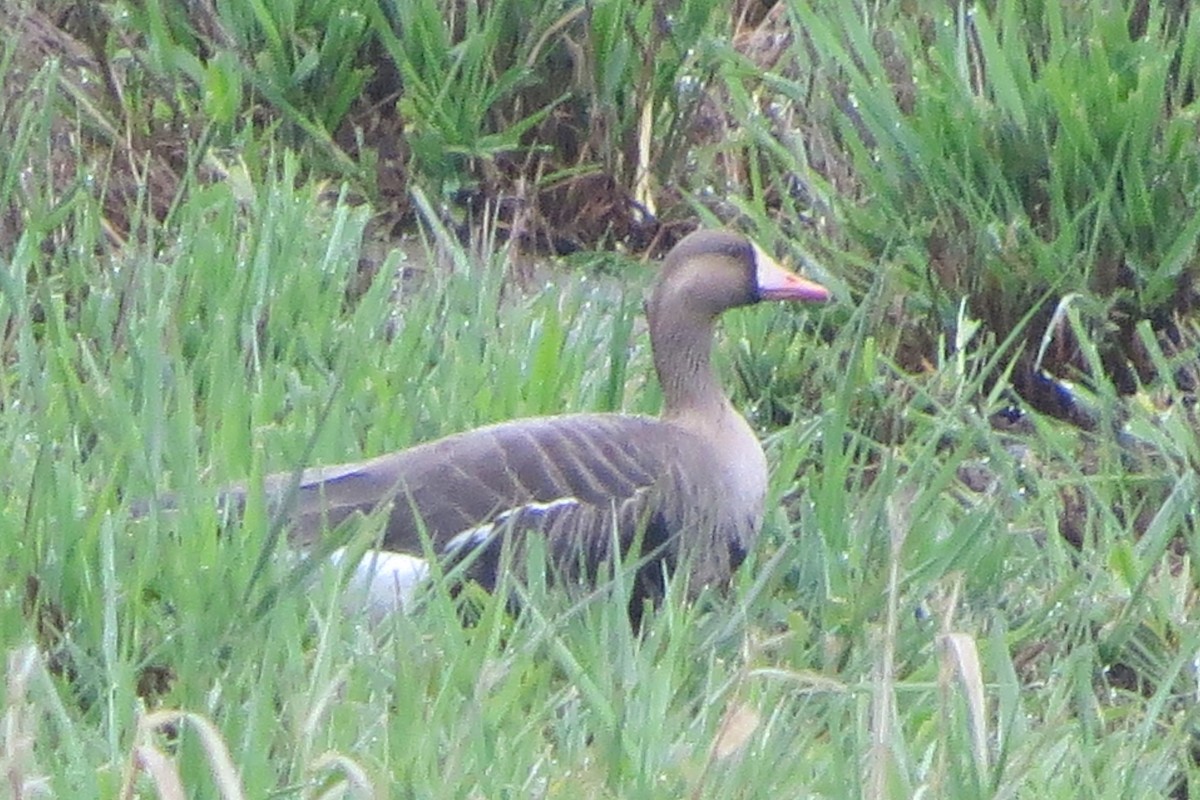 Greater White-fronted Goose - ML617885566