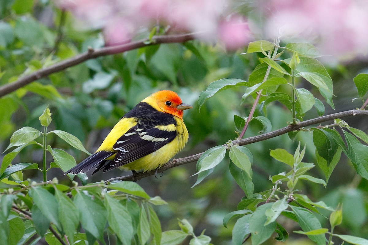 Western Tanager - ML617885595