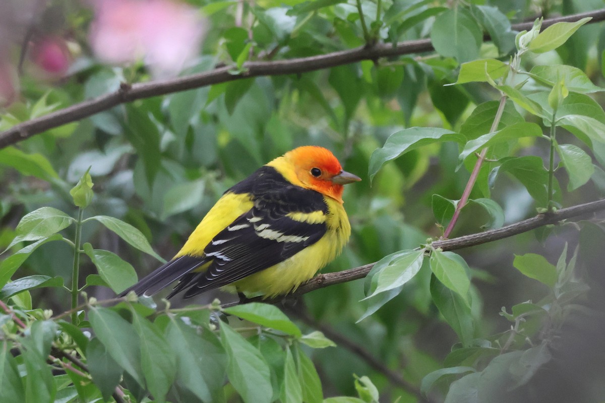 Western Tanager - ML617885616