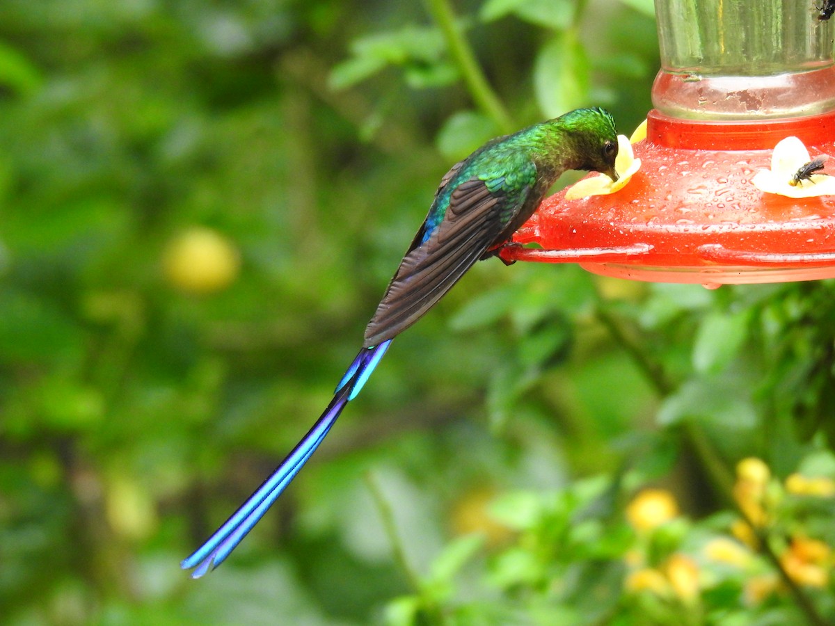 Violet-tailed Sylph - ML617885624