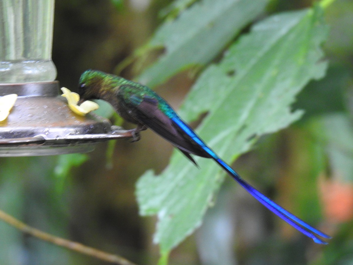 Violet-tailed Sylph - ML617885625