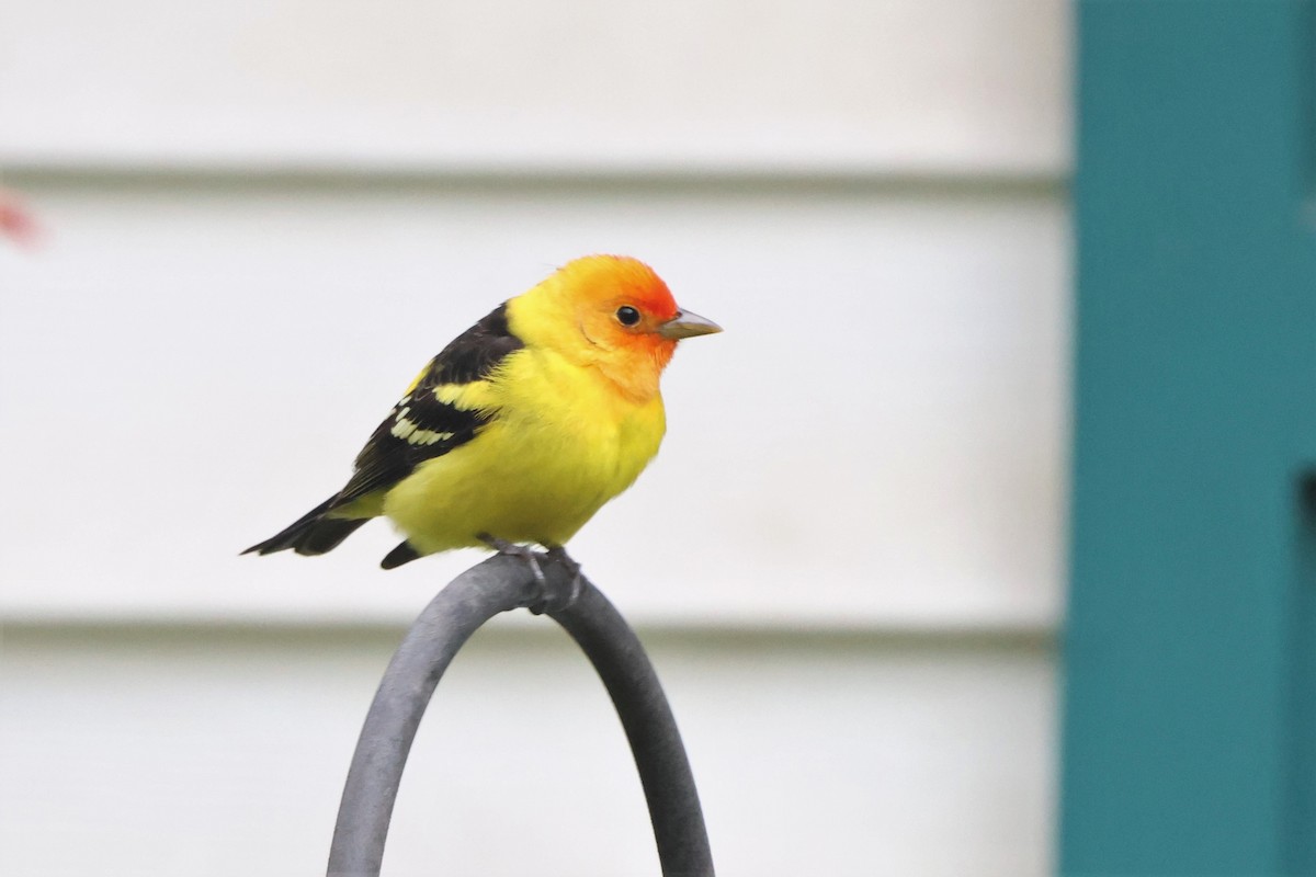 Western Tanager - ML617885641