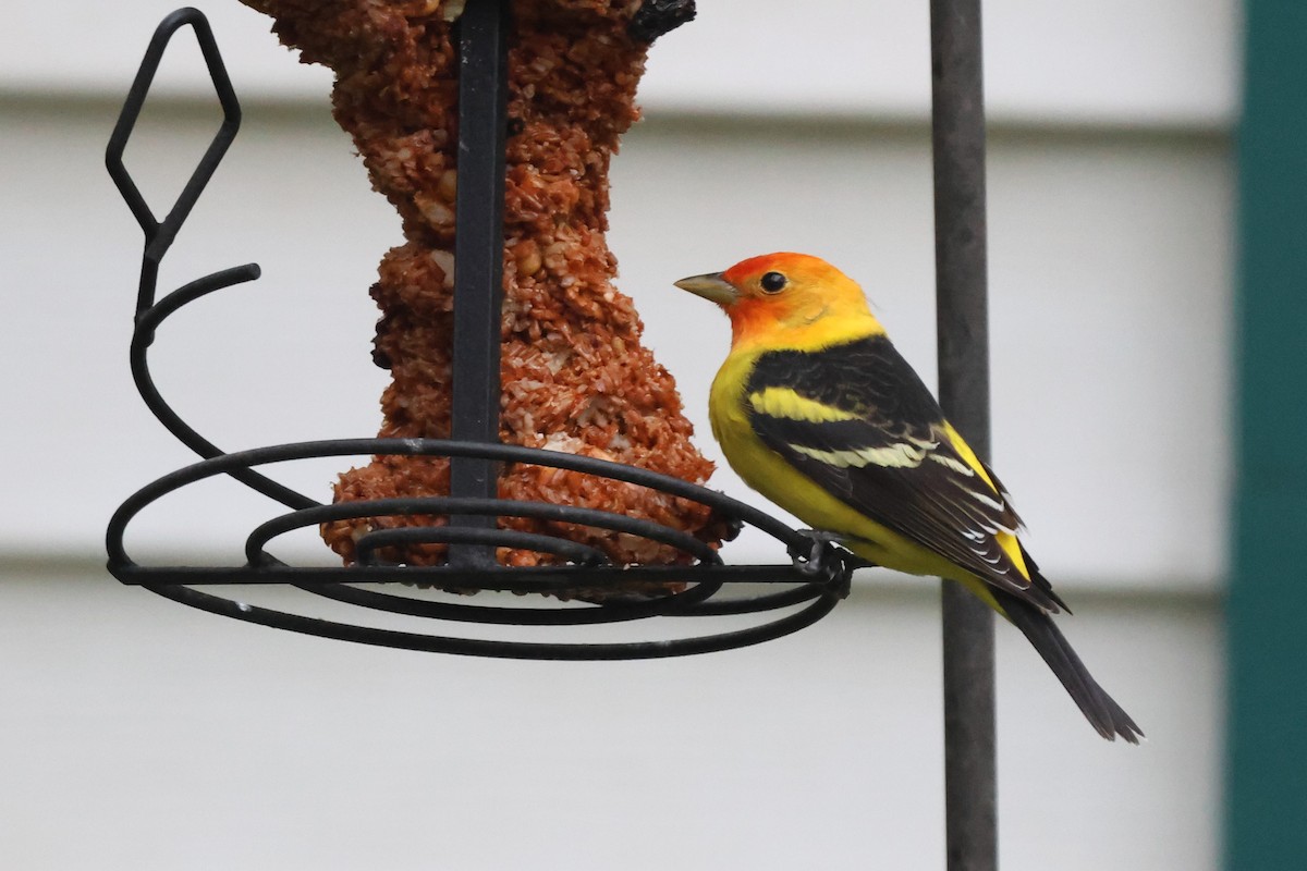 Western Tanager - ML617885642