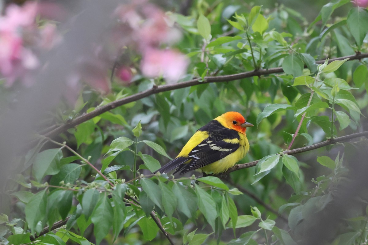 Western Tanager - ML617885644