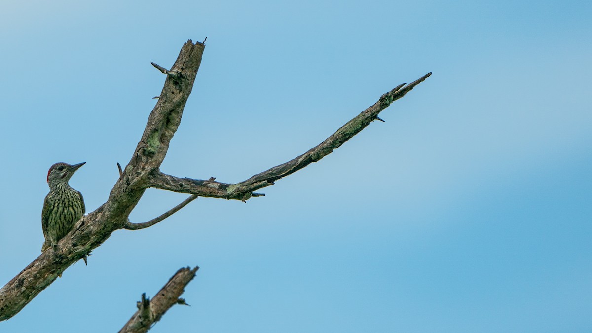 Golden-tailed Woodpecker - Javier Cotin