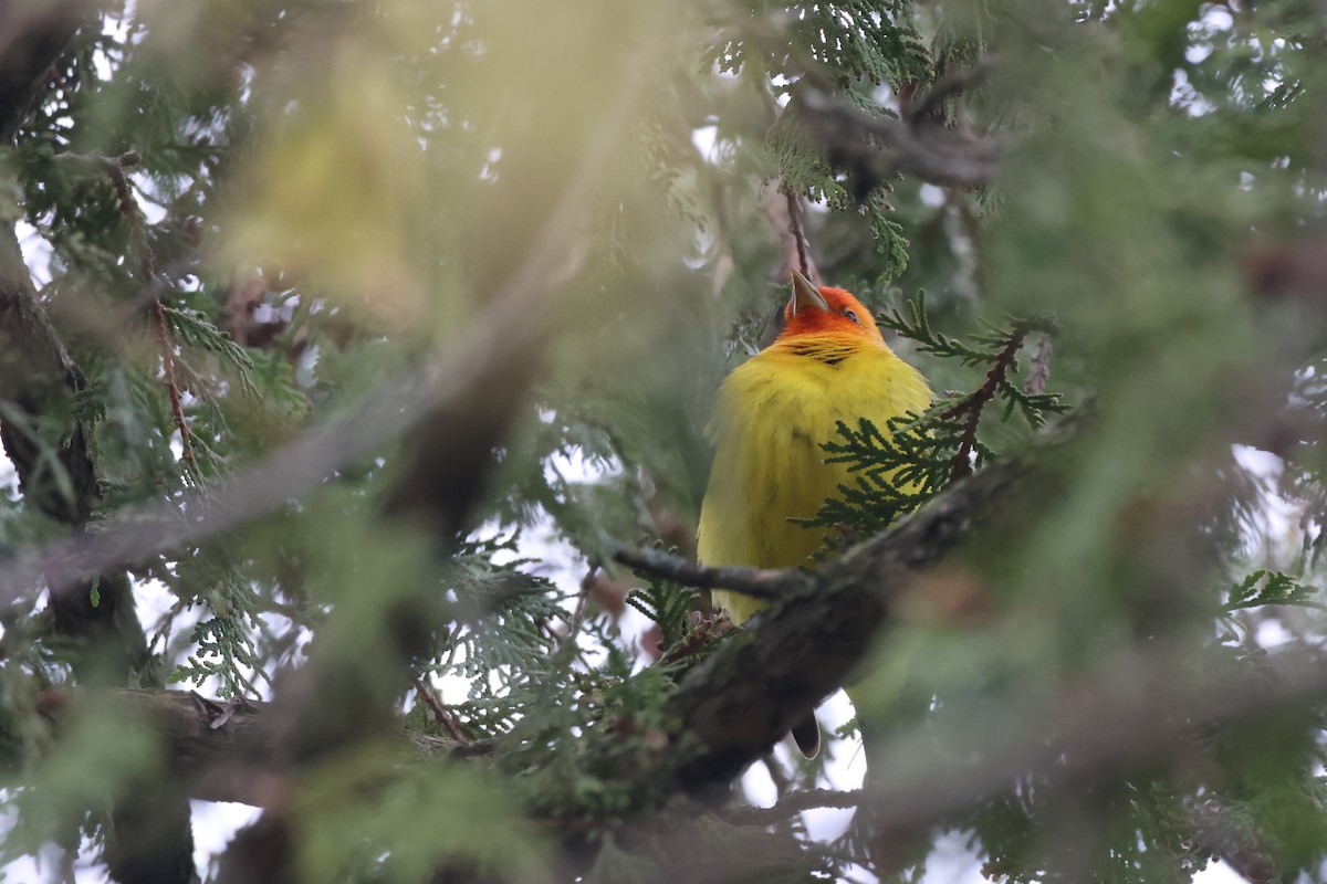 Western Tanager - ML617885676