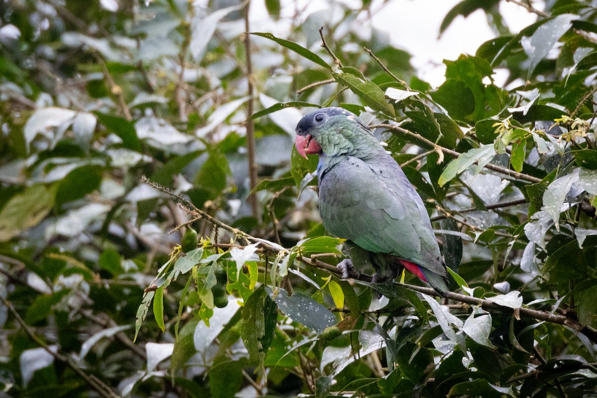 Red-billed Parrot - ML617885693