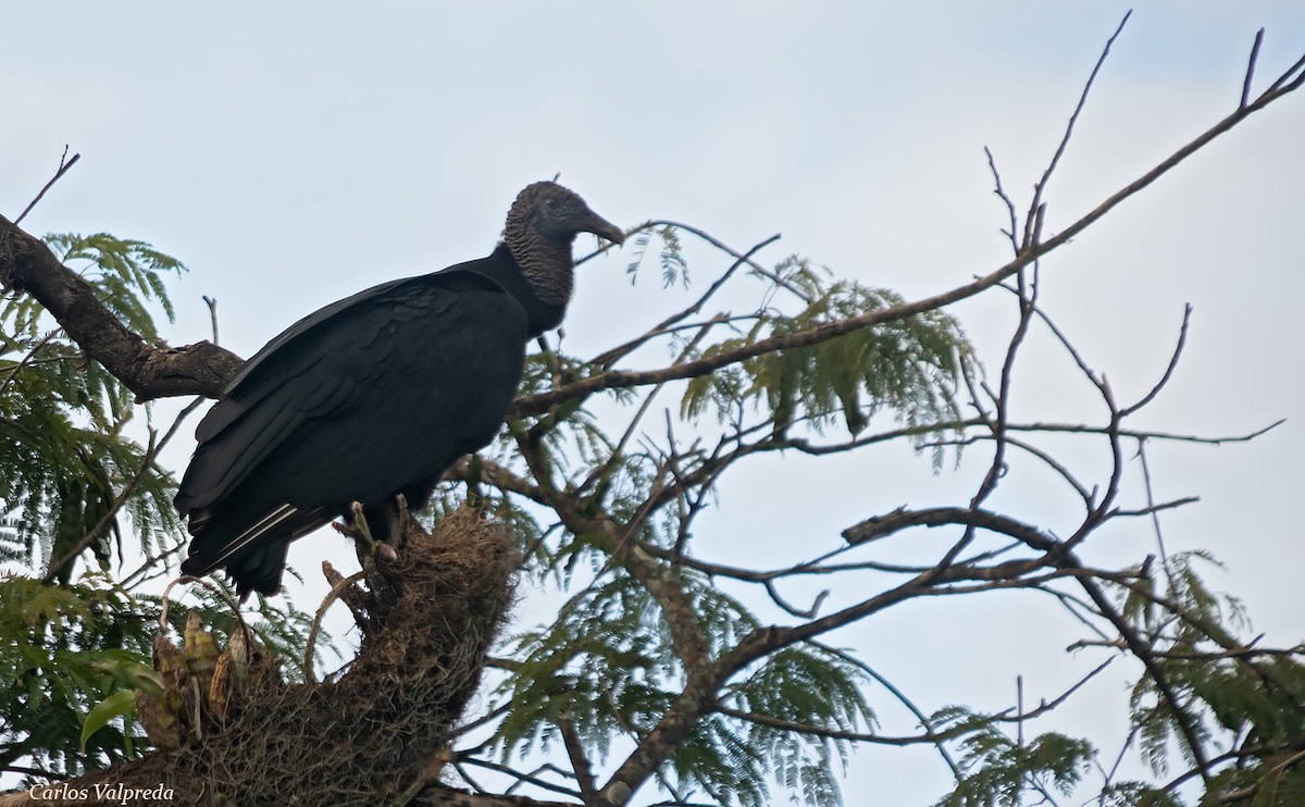 Black Vulture - ML617885776