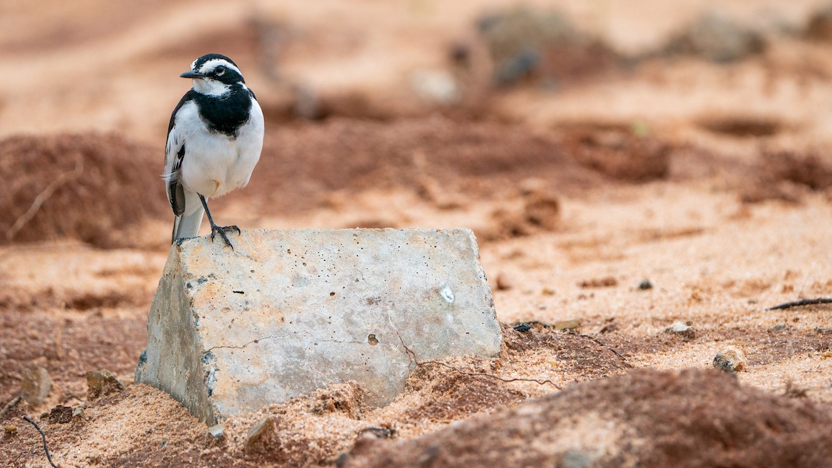 African Pied Wagtail - ML617885781