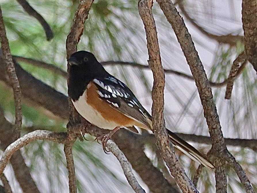 Spotted Towhee - ML617885789