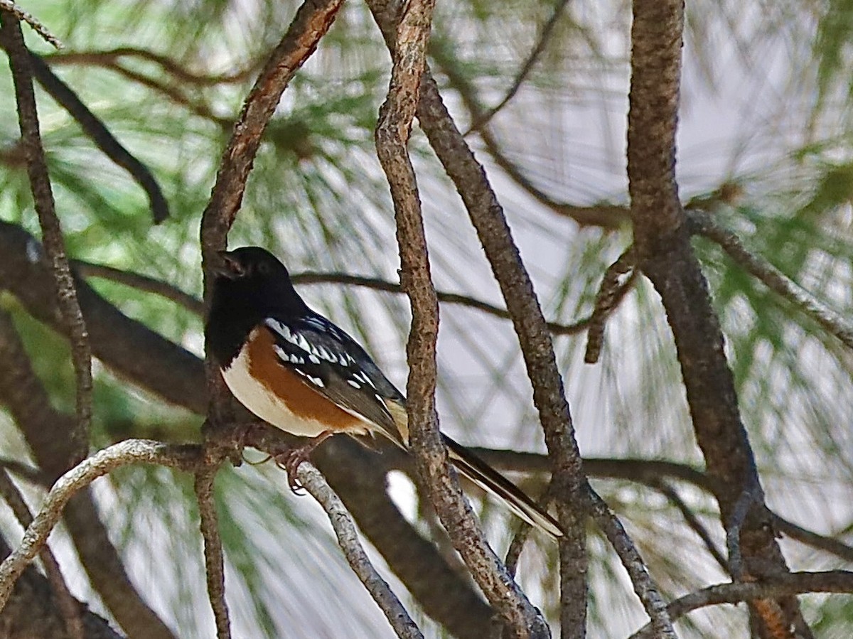 Spotted Towhee - ML617885790