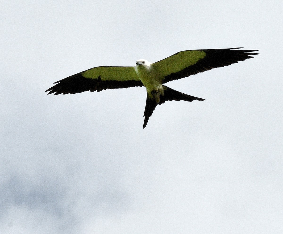 Swallow-tailed Kite - ML617885843