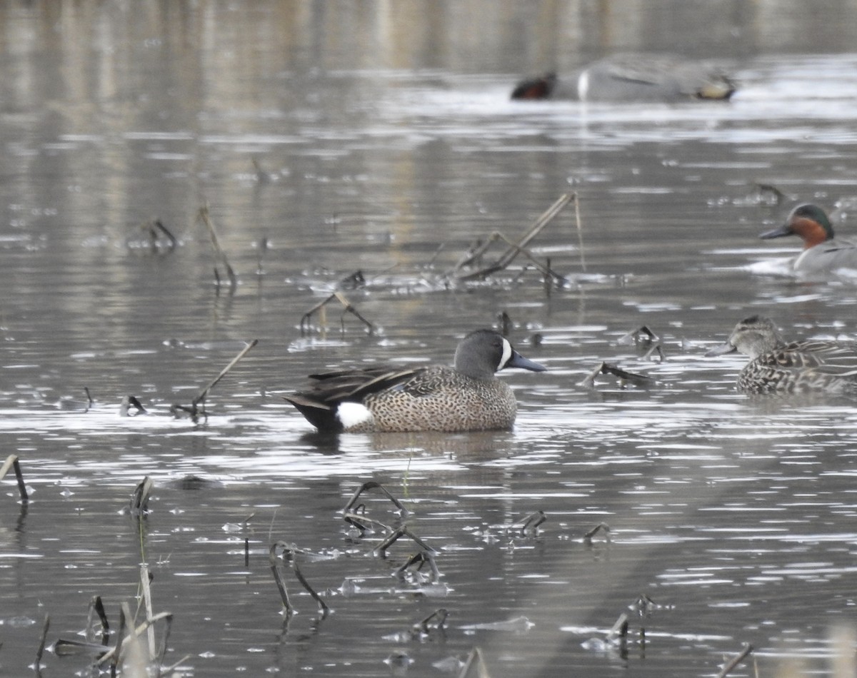 Blue-winged Teal - ML617885852