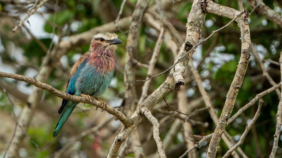 Lilac-breasted Roller - ML617885856