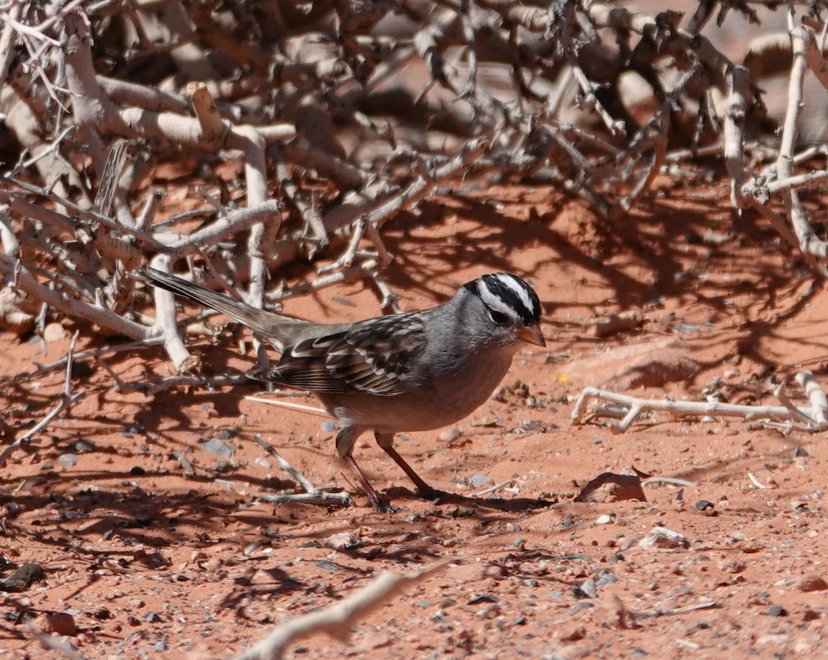 White-crowned Sparrow - ML617885875