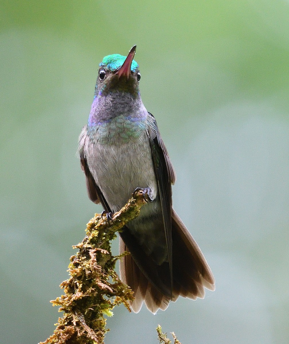 Charming Hummingbird - ML617885887