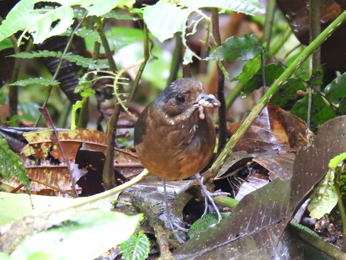 Moustached Antpitta - ML617885916
