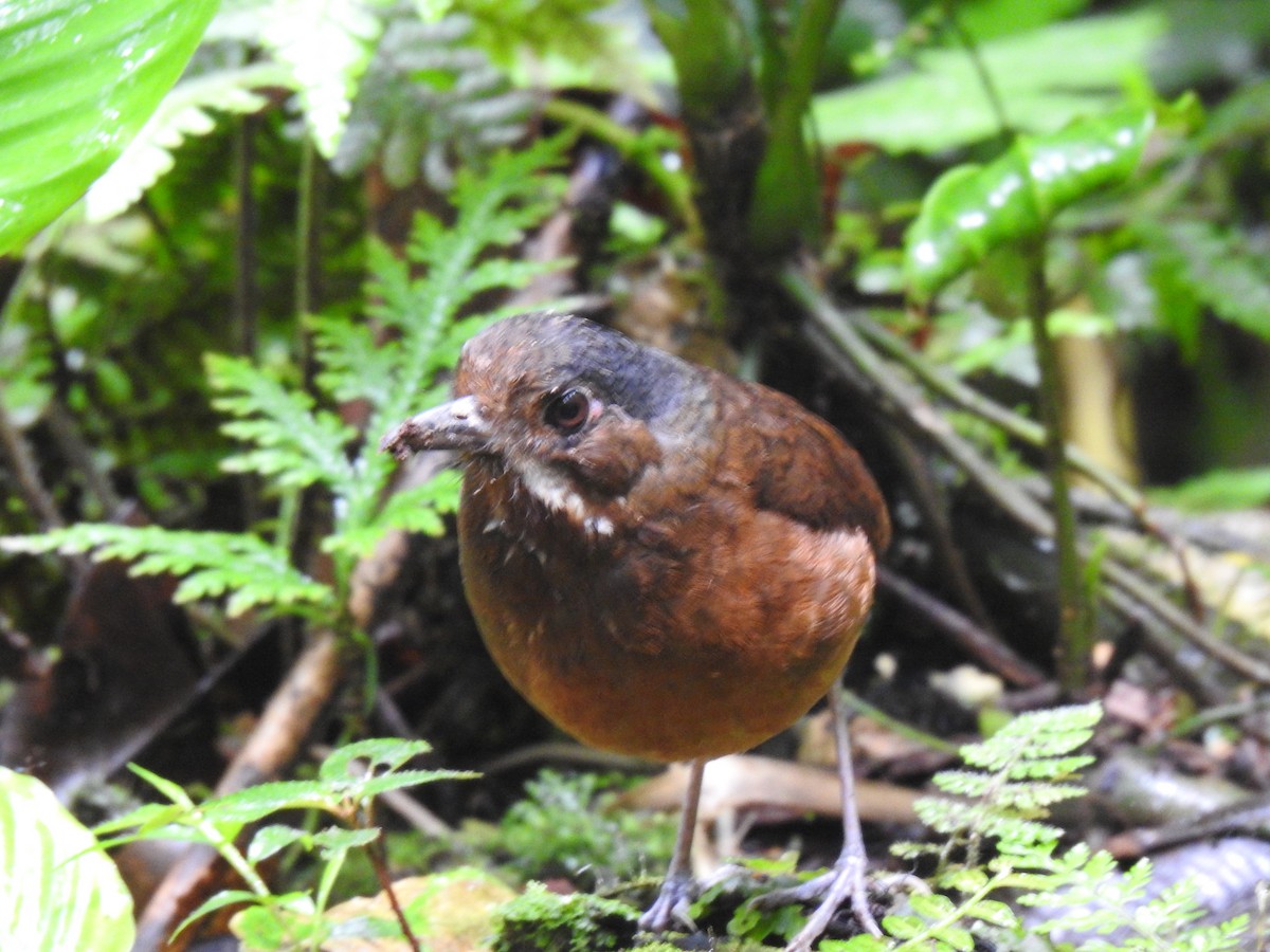 Moustached Antpitta - ML617885917
