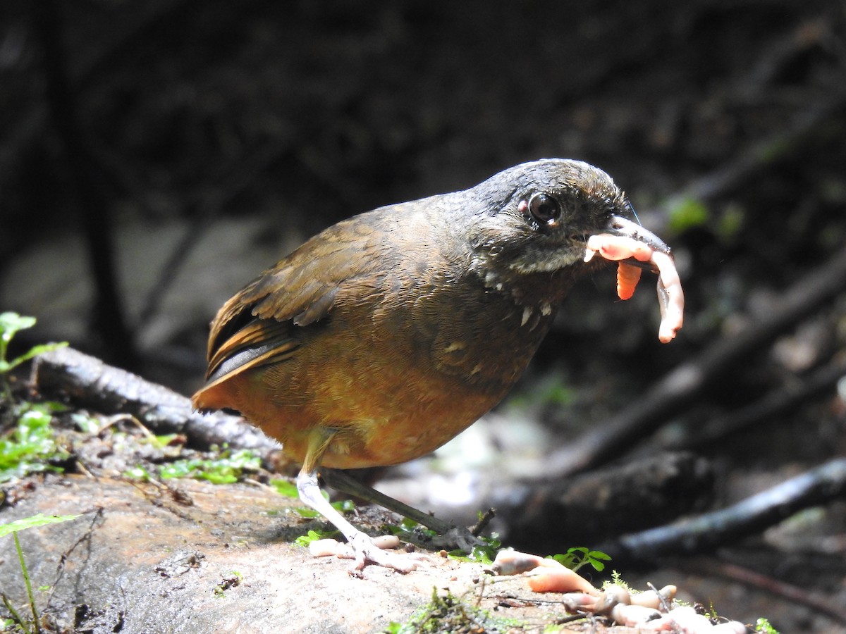 Moustached Antpitta - ML617885920