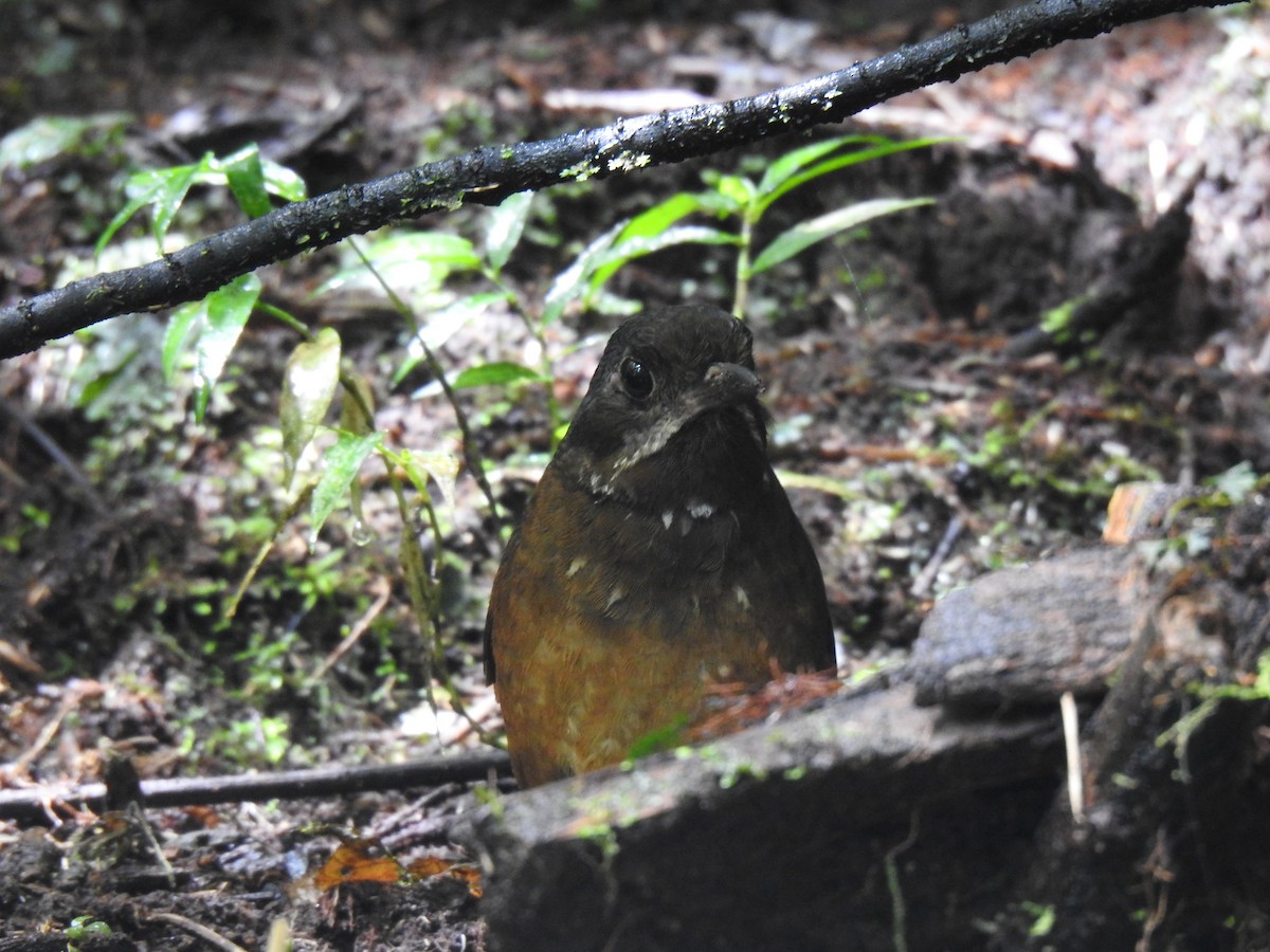Moustached Antpitta - ML617885923
