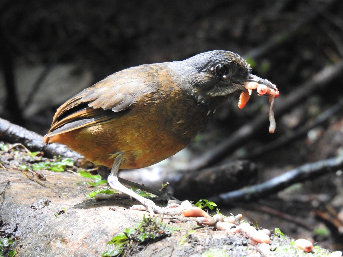Moustached Antpitta - ML617885924