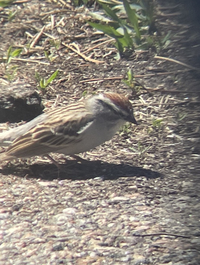 Chipping Sparrow - ML617885934