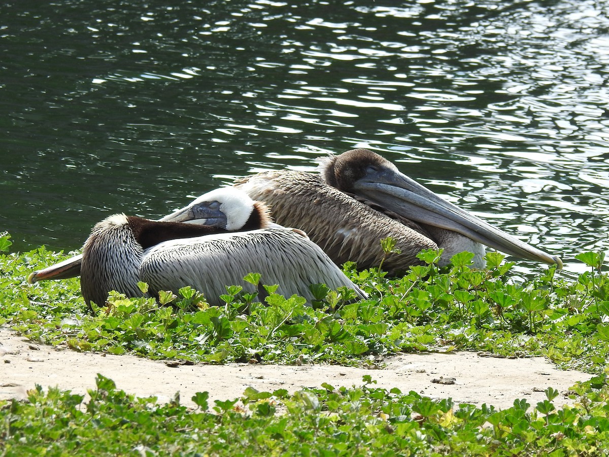 pelikán hnědý - ML617885938