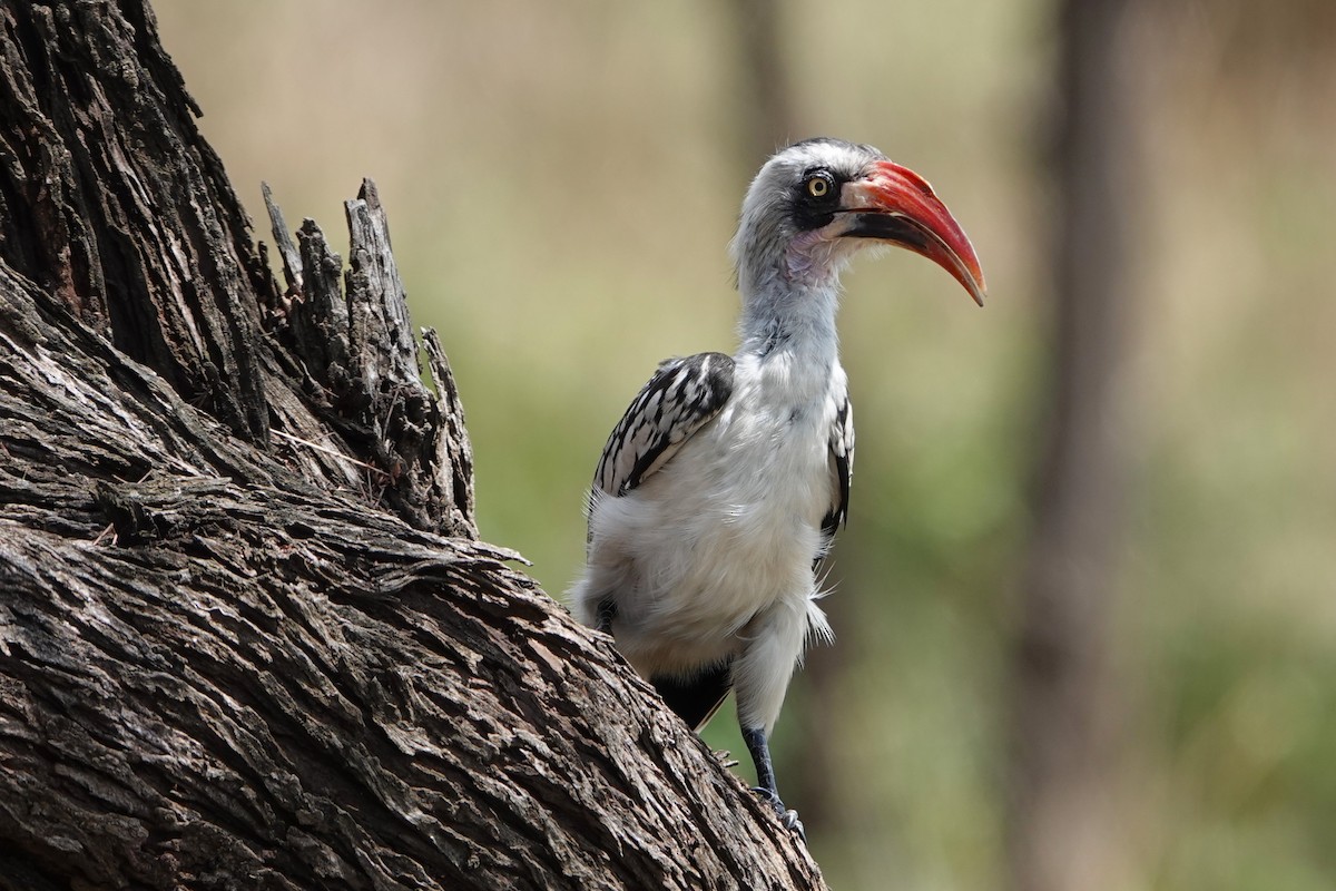 Tanzanian Red-billed Hornbill - ML617885946
