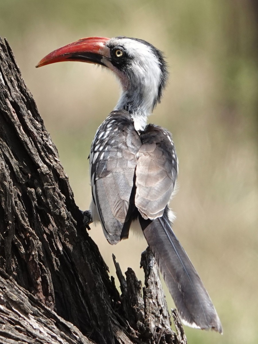 Tanzanian Red-billed Hornbill - ML617885957