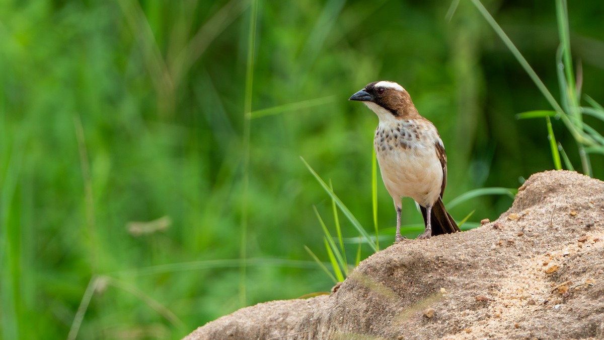 White-browed Sparrow-Weaver - ML617885969