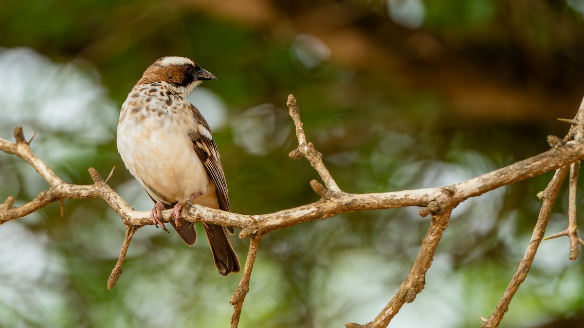 White-browed Sparrow-Weaver - ML617885970