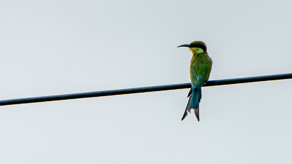 Swallow-tailed Bee-eater - ML617885991