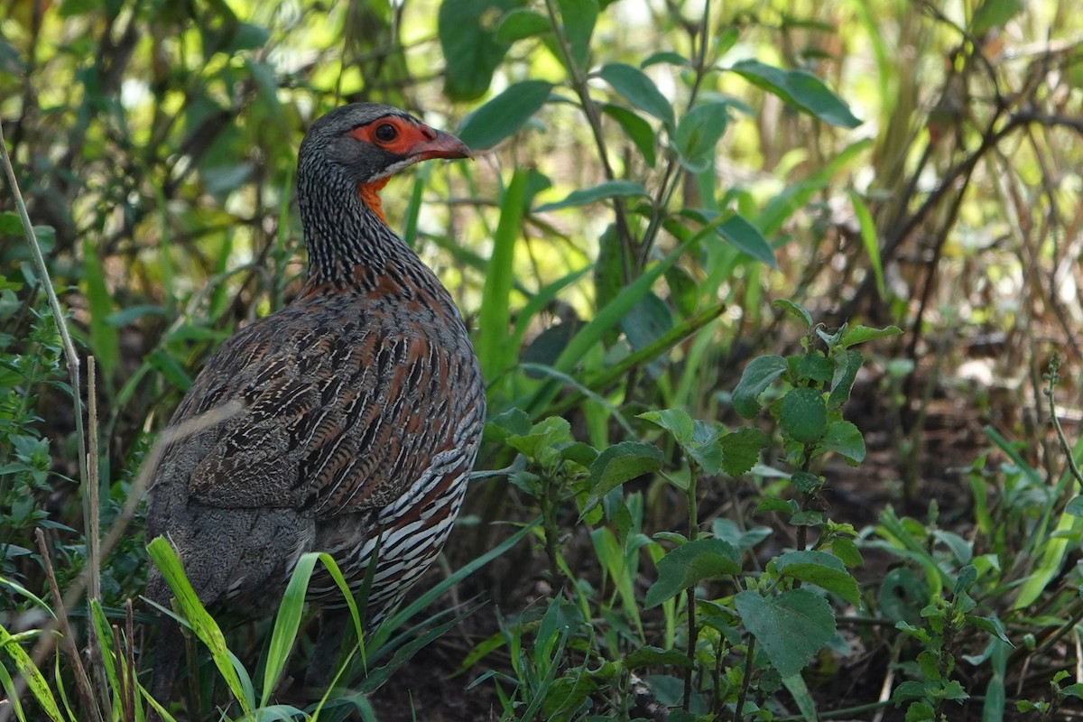Gray-breasted Spurfowl - ML617886010
