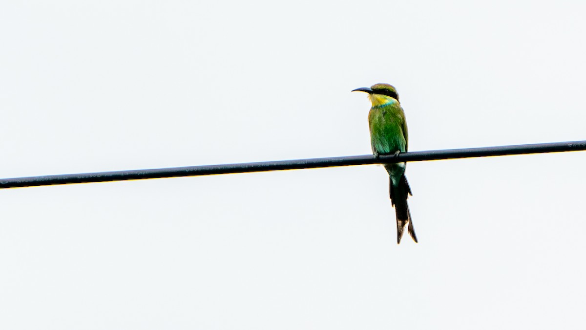 Swallow-tailed Bee-eater - ML617886016