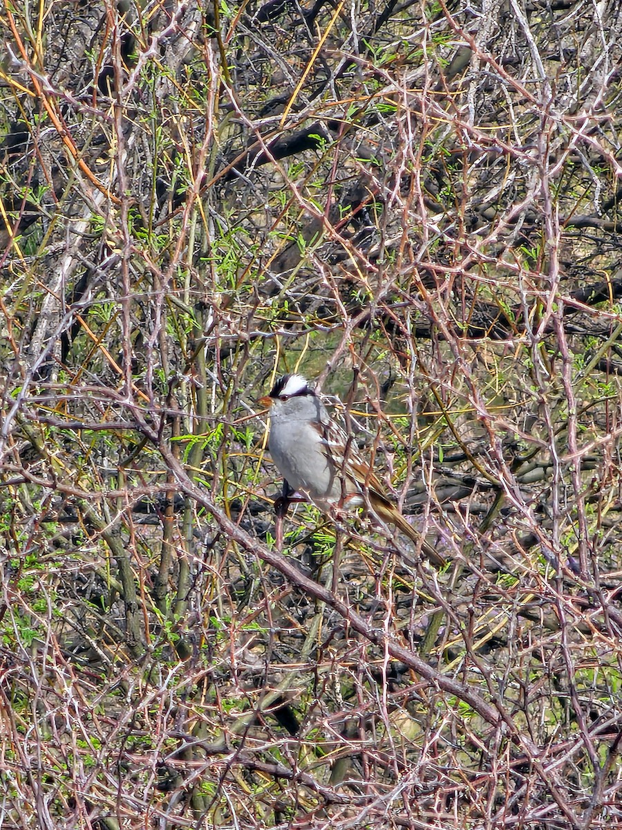 White-crowned Sparrow - ML617886046