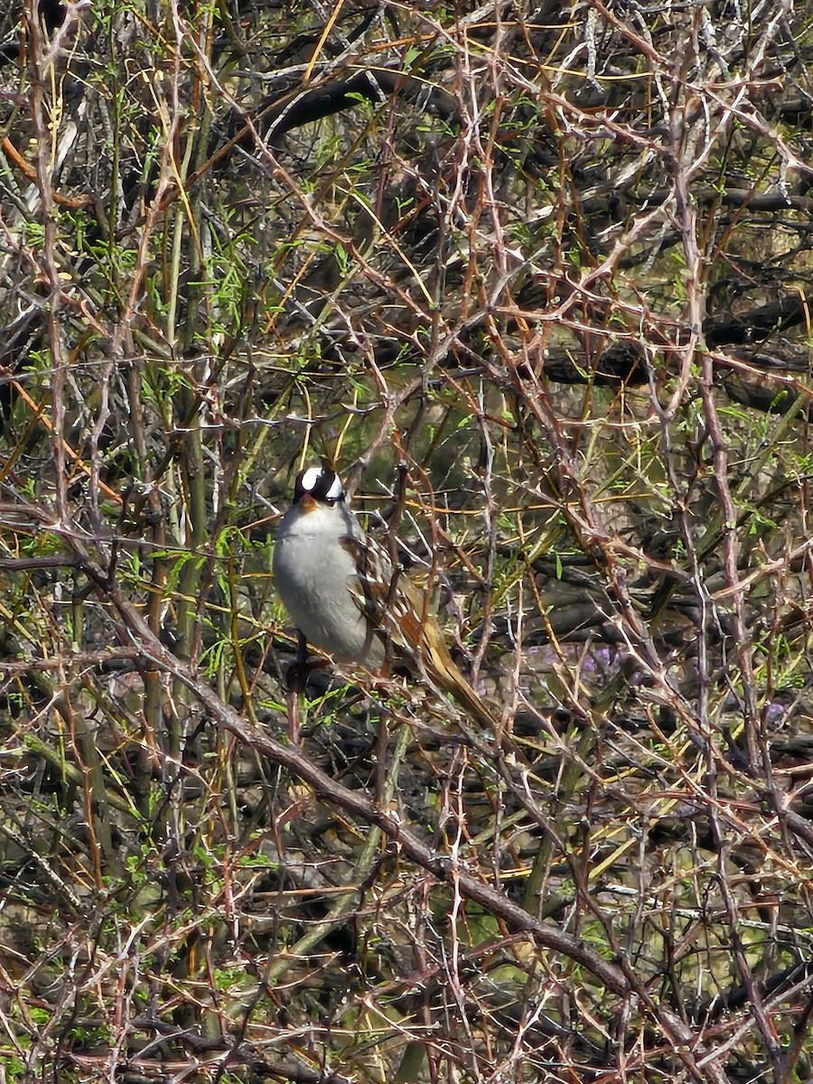 White-crowned Sparrow - ML617886047