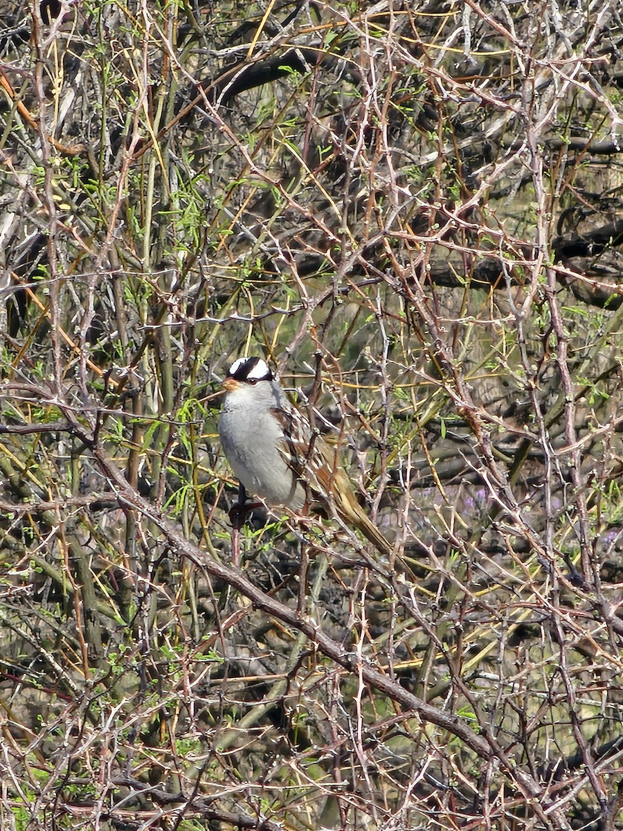 White-crowned Sparrow - ML617886048
