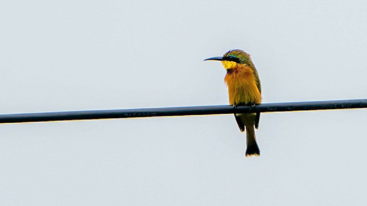 Little Bee-eater - Javier Cotin
