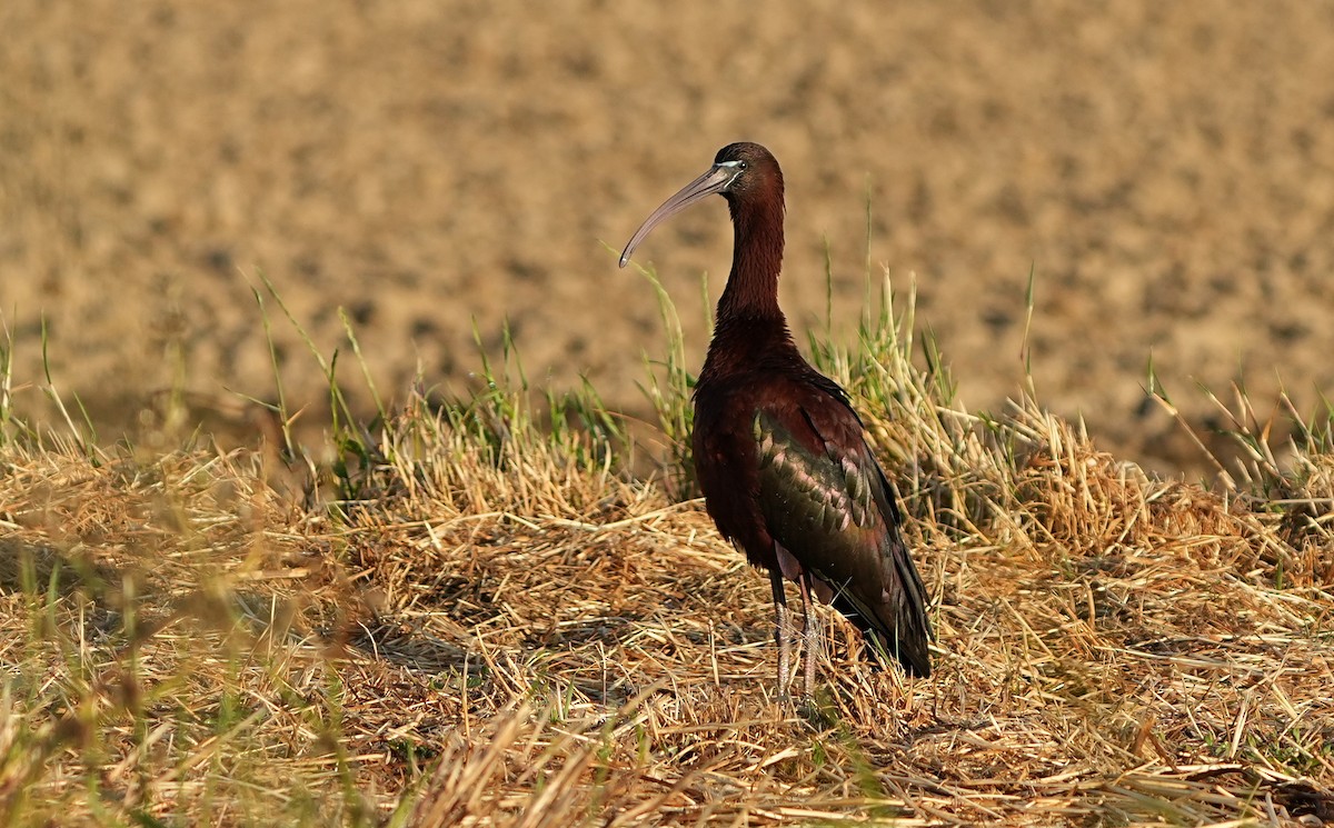 ibis hnědý - ML617886123