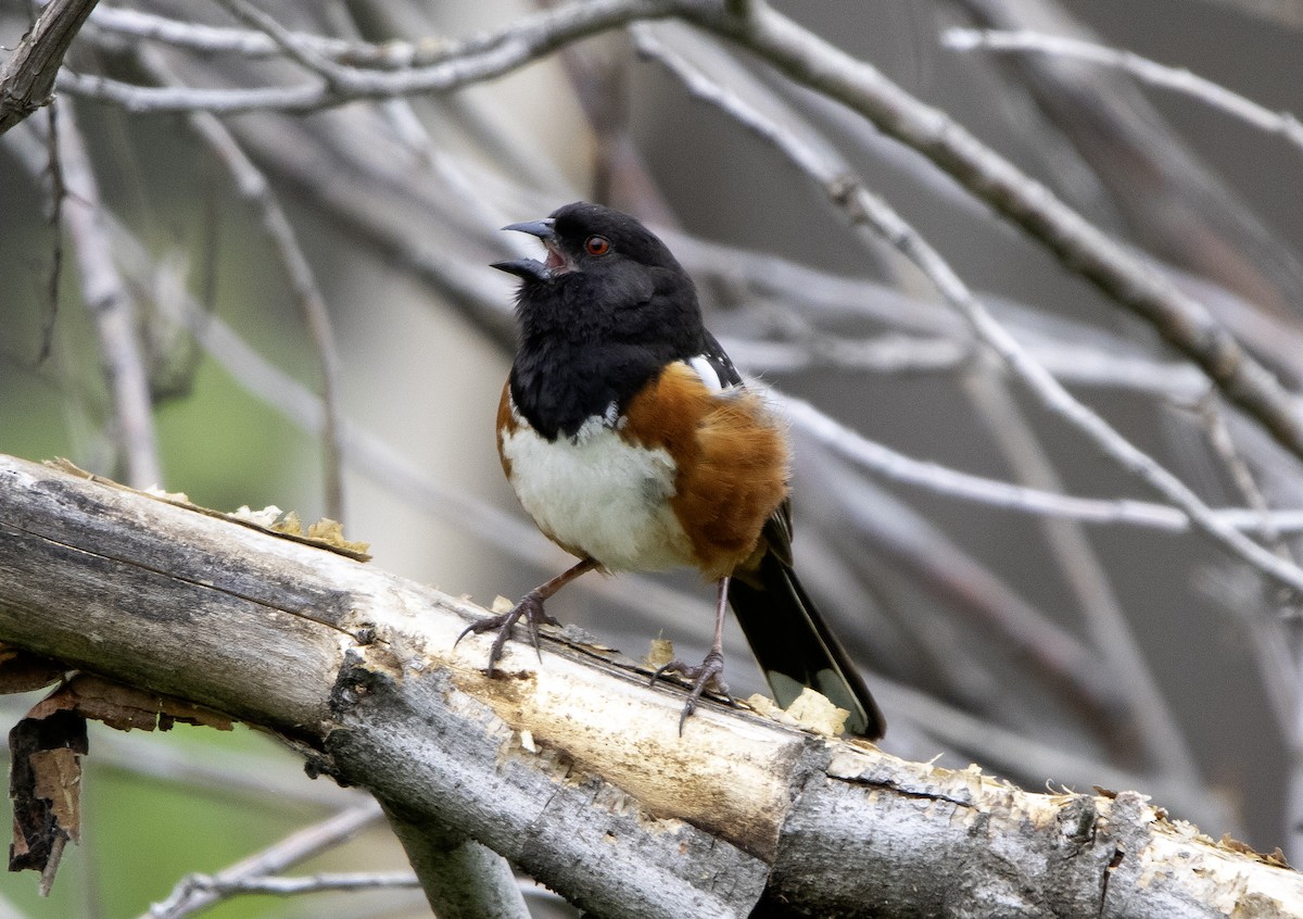 Spotted Towhee - ML617886124