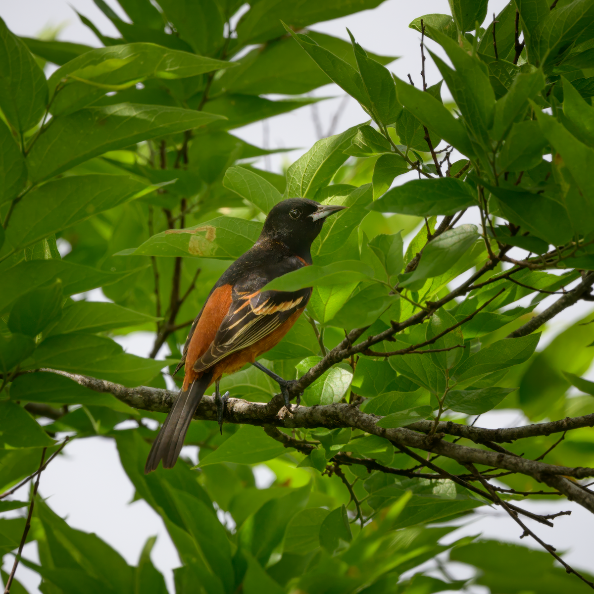Orchard Oriole - ML617886144