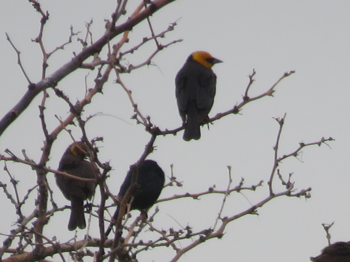 Yellow-headed Blackbird - ML617886152