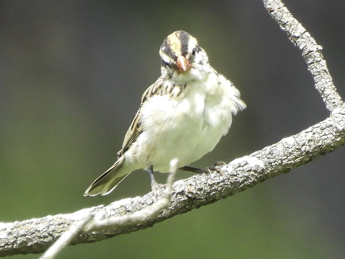 Pin-tailed Whydah - ML617886204
