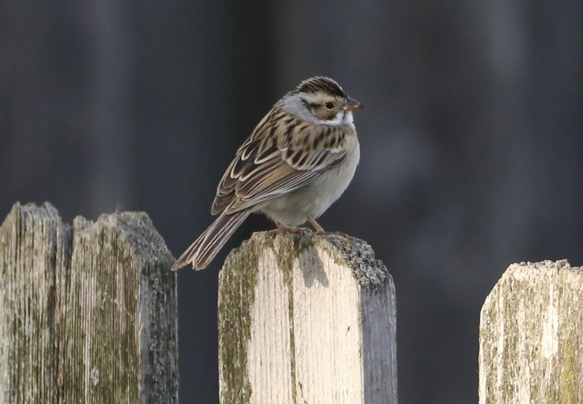 Clay-colored Sparrow - ML617886229