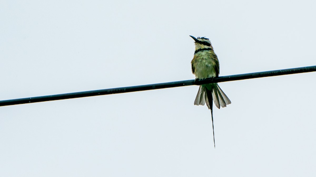 White-throated Bee-eater - Javier Cotin