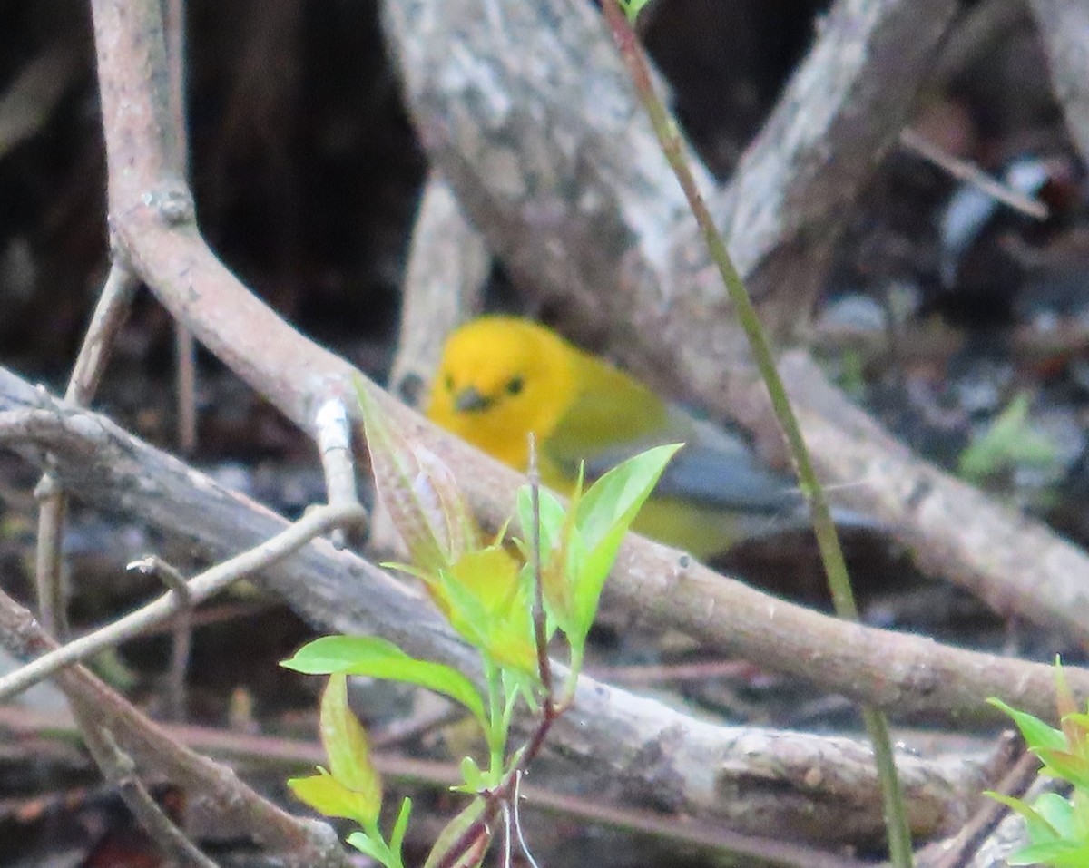 Prothonotary Warbler - ML617886330