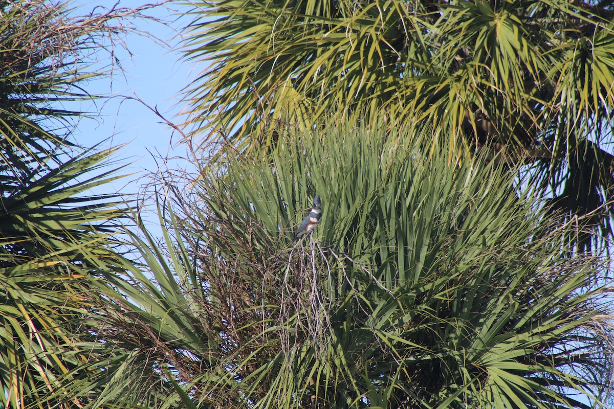 Belted Kingfisher - ML617886333