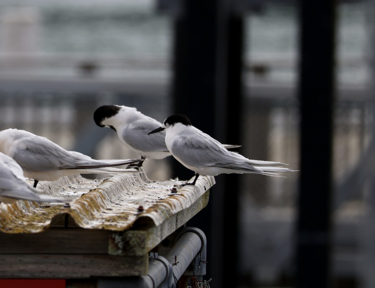 White-fronted Tern - ML617886348