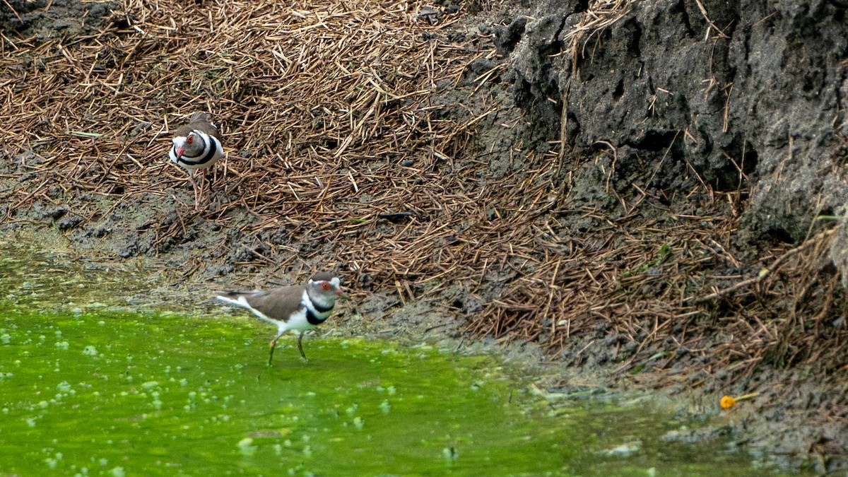 Three-banded Plover - ML617886368